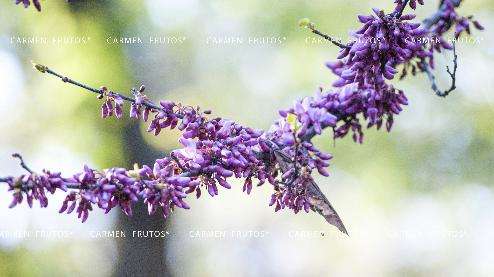 Sony Alpha DSLR-A380 sample photo. Purple flowers photography