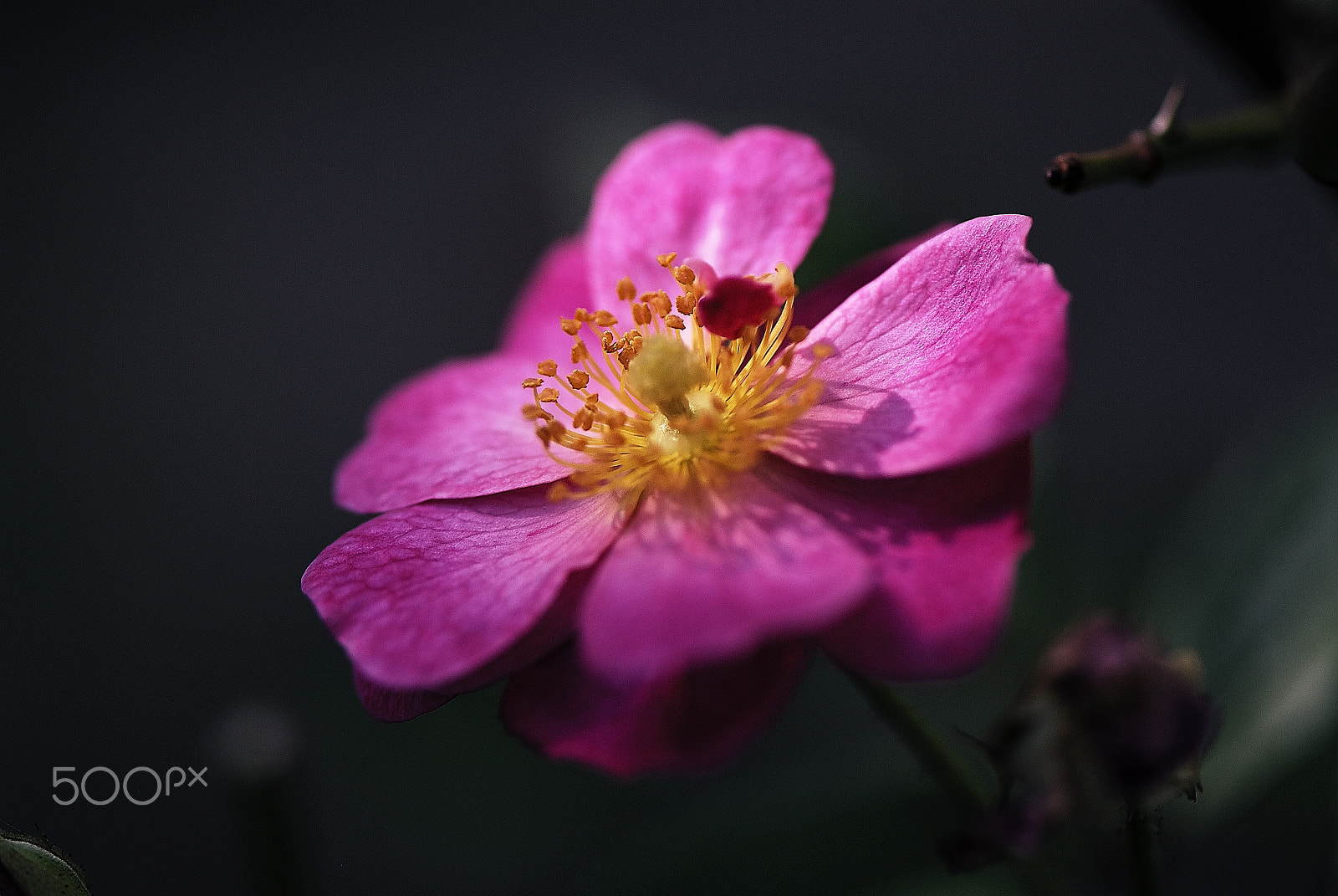 Nikon D200 sample photo. Winter rose of the primitive species photography