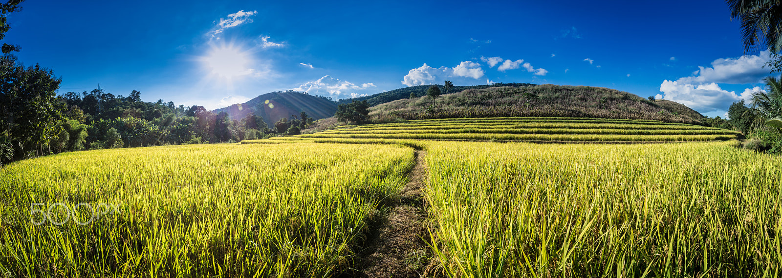 Canon EOS 5DS R sample photo. Panorama of rice field photography