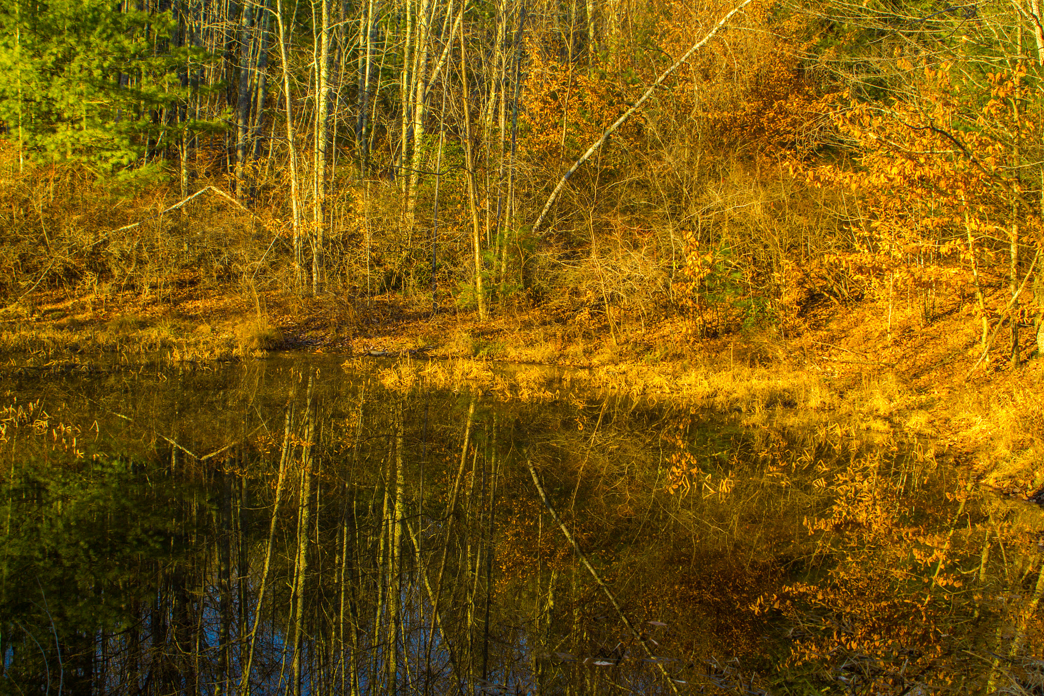 Canon EOS 550D (EOS Rebel T2i / EOS Kiss X4) sample photo. Matching reflections in a small pond photography
