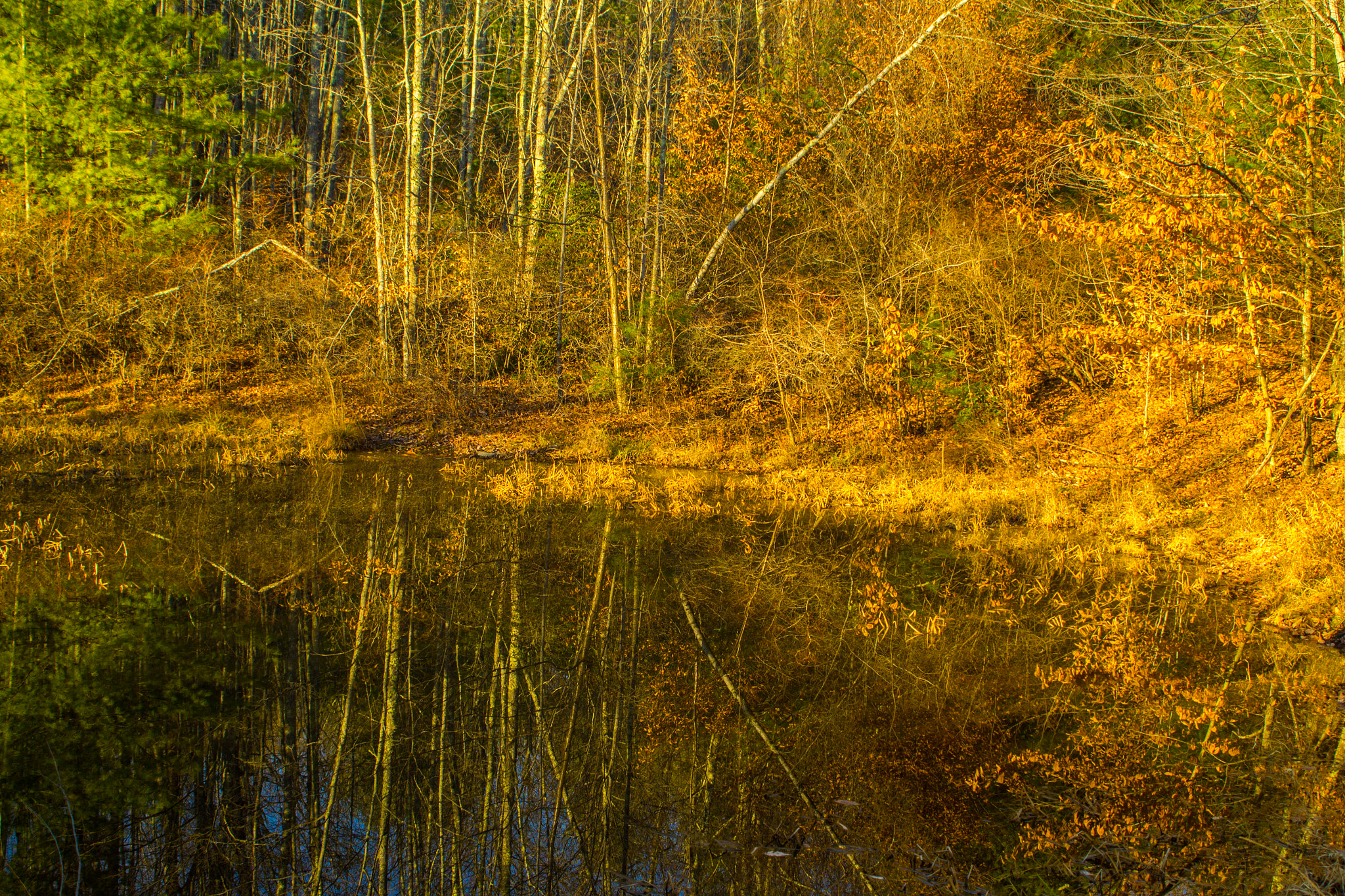 Canon EF 28-80mm f/3.5-5.6 USM sample photo. Matching reflections in a small pond photography