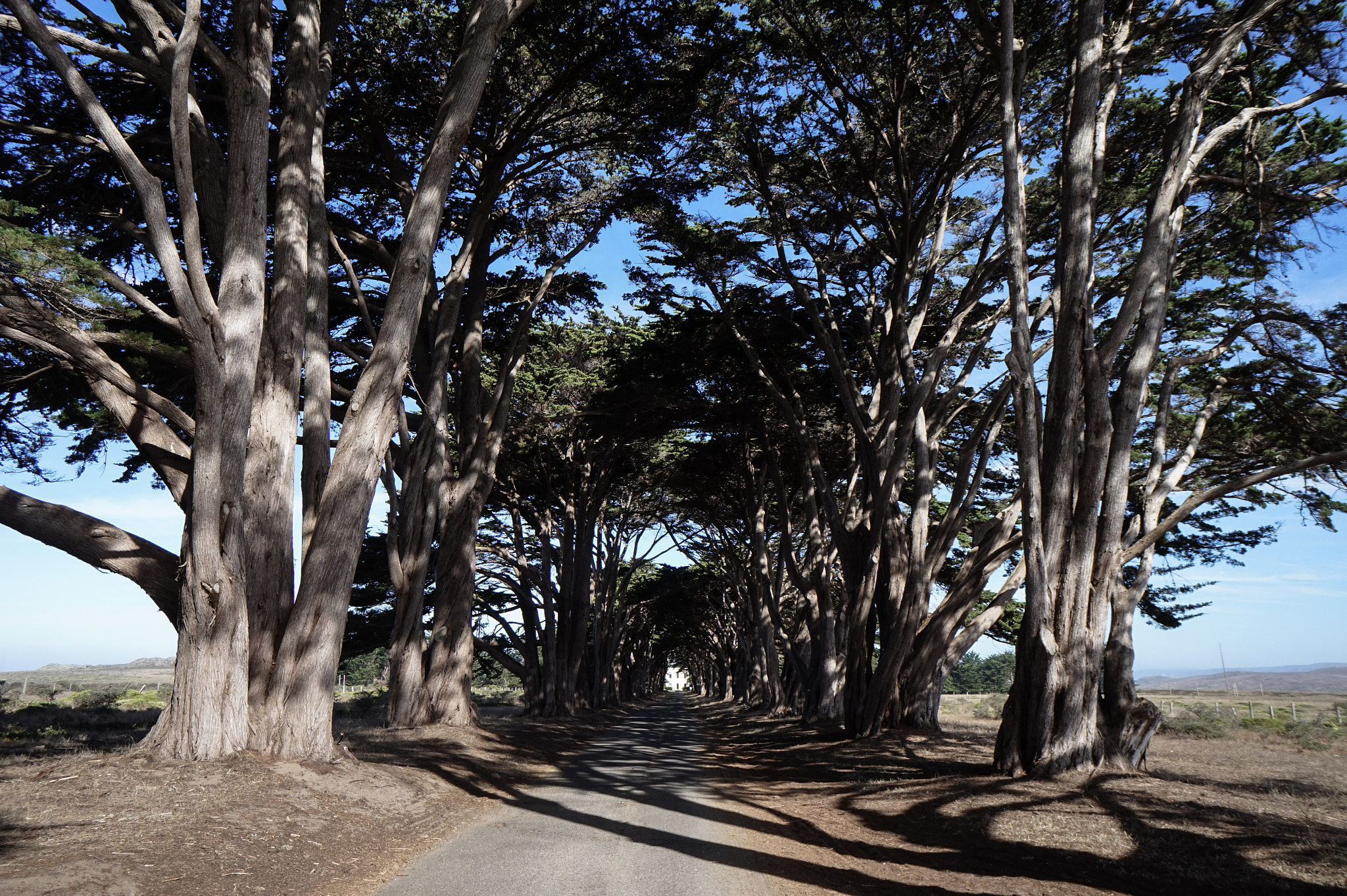 Sony Alpha a5000 (ILCE 5000) + Sony E 16mm F2.8 sample photo. Cypress tree tunnel photography