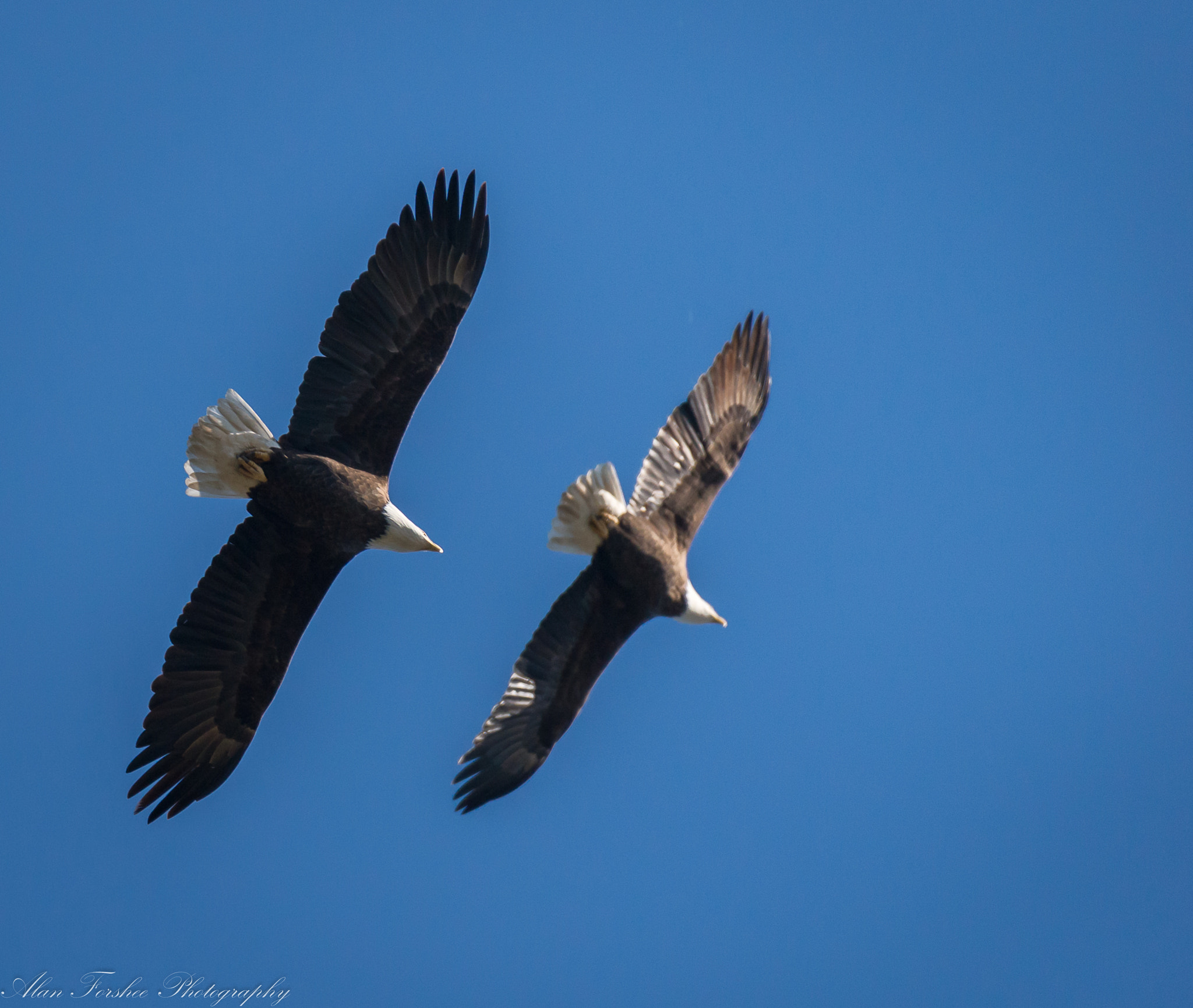 Nikon AF-S Nikkor 200-500mm F5.6E ED VR sample photo. Pair of eagles photography