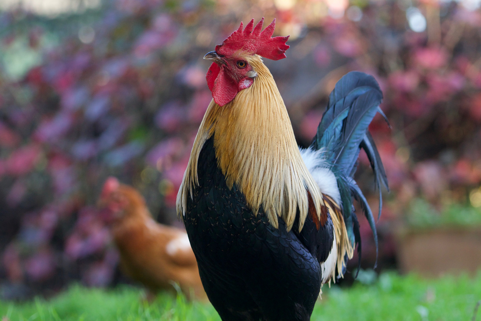 Sony FE 70-200mm F4 G OSS sample photo. Enter at your own risk photography