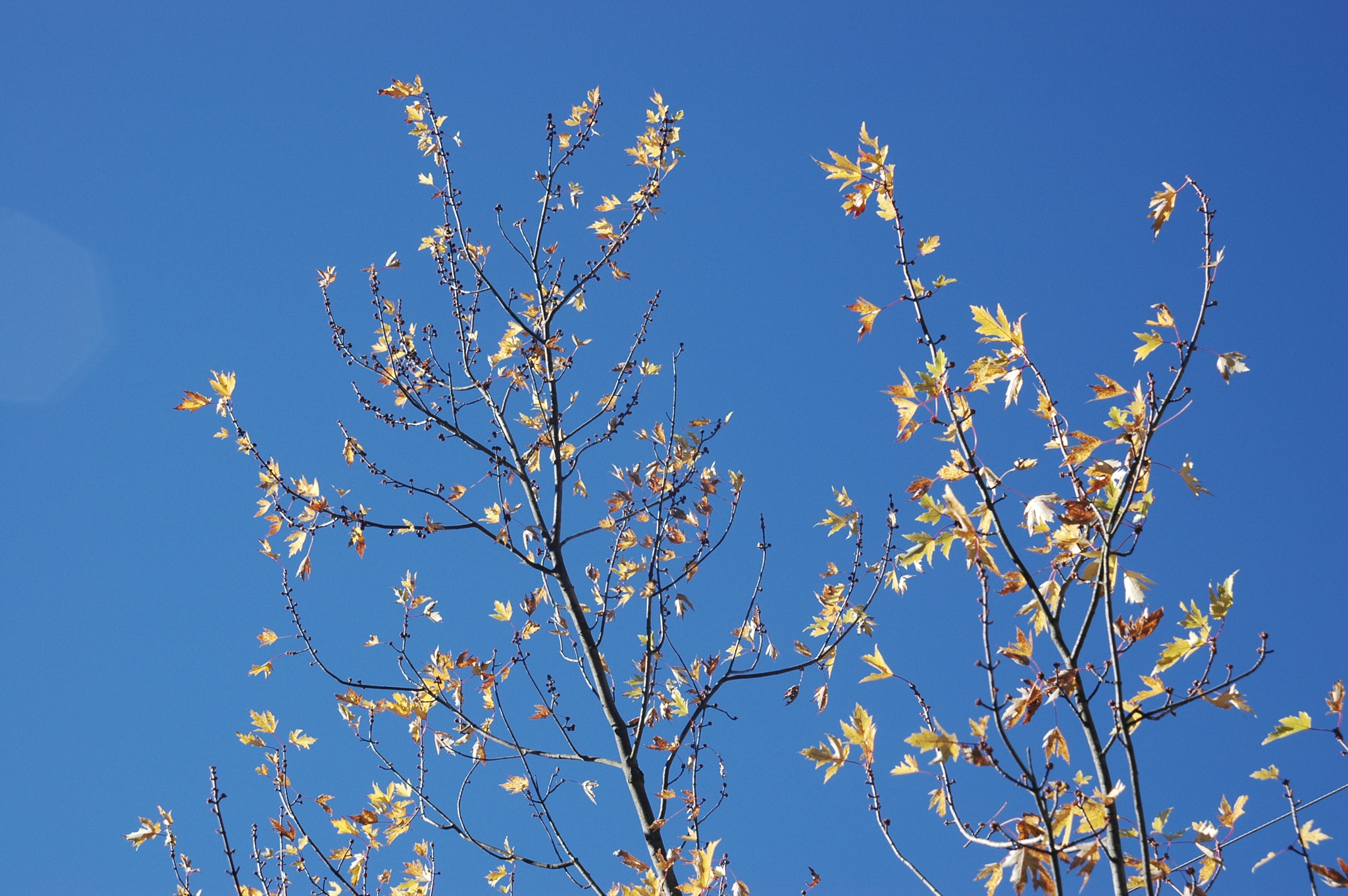 Nikon D70s sample photo. Tree ready for winter photography