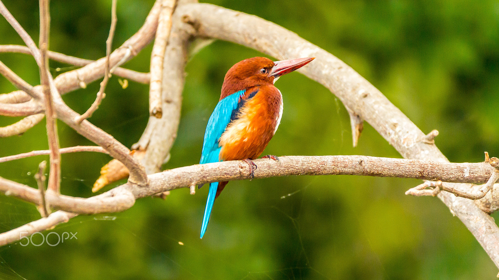Canon EOS 700D (EOS Rebel T5i / EOS Kiss X7i) sample photo. White-throated kingfisher photography