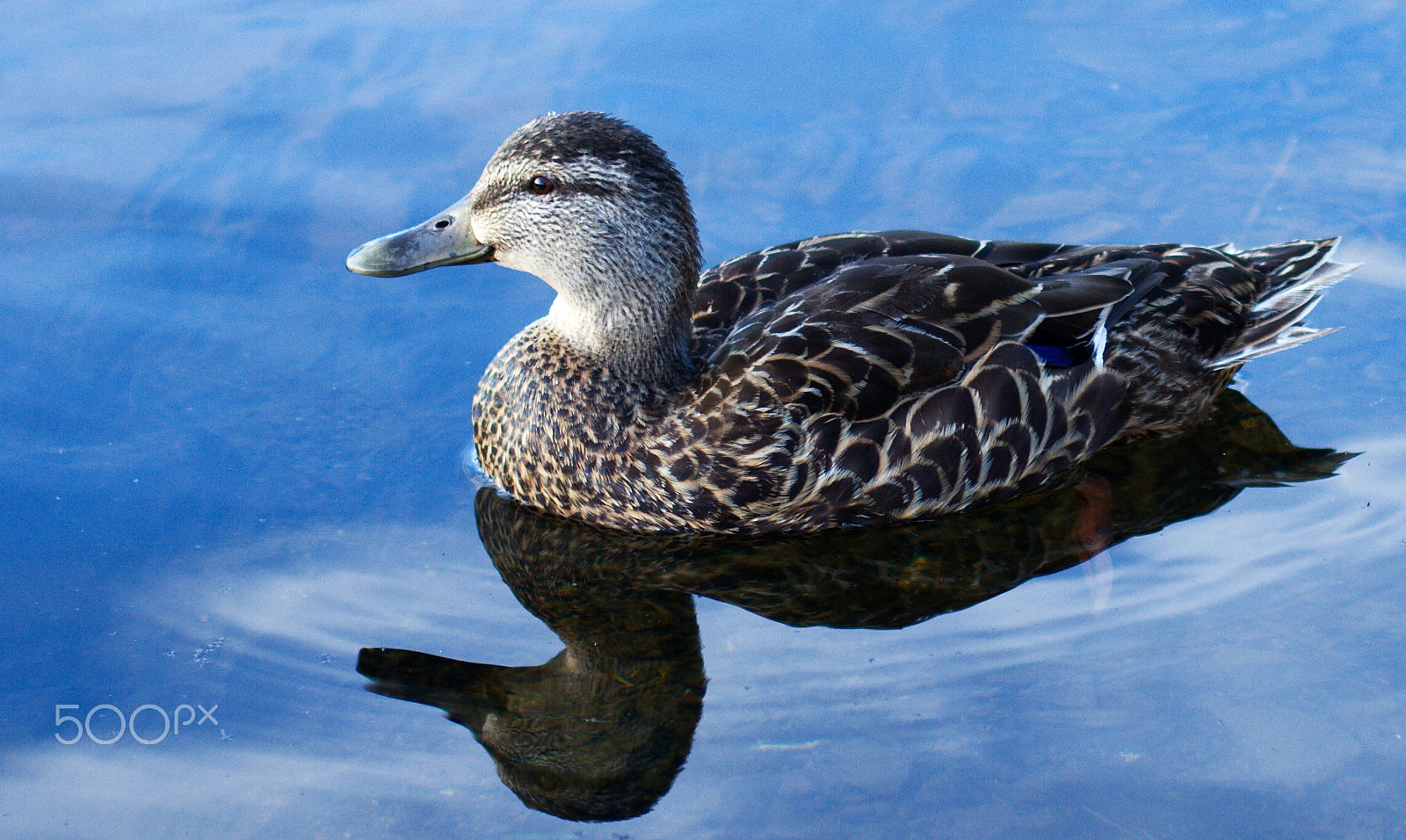 Canon EOS 7D + Canon EF 50mm F1.4 USM sample photo. Reflection photography