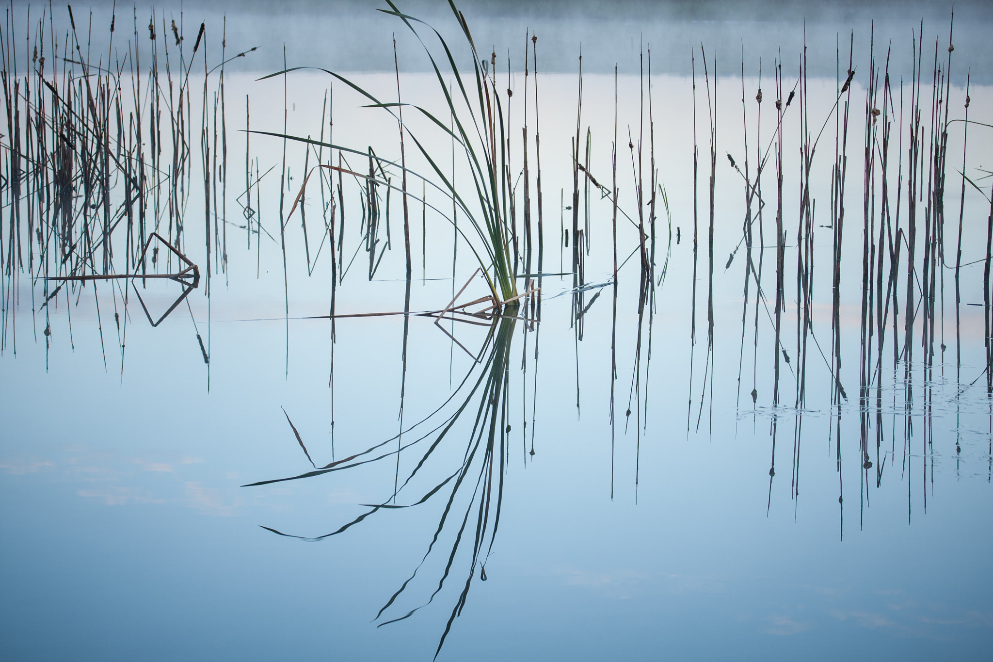 Canon EF-S 60mm F2.8 Macro USM sample photo. Reeds photography