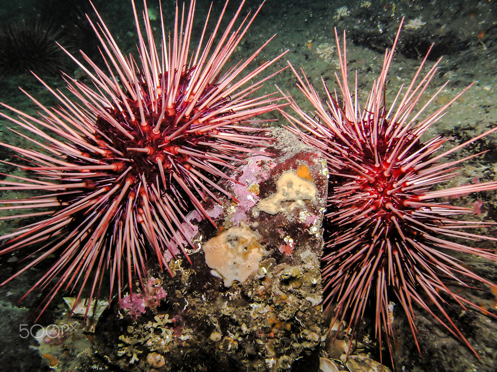 Olympus C8080WZ sample photo. Giant red sea urchins photography