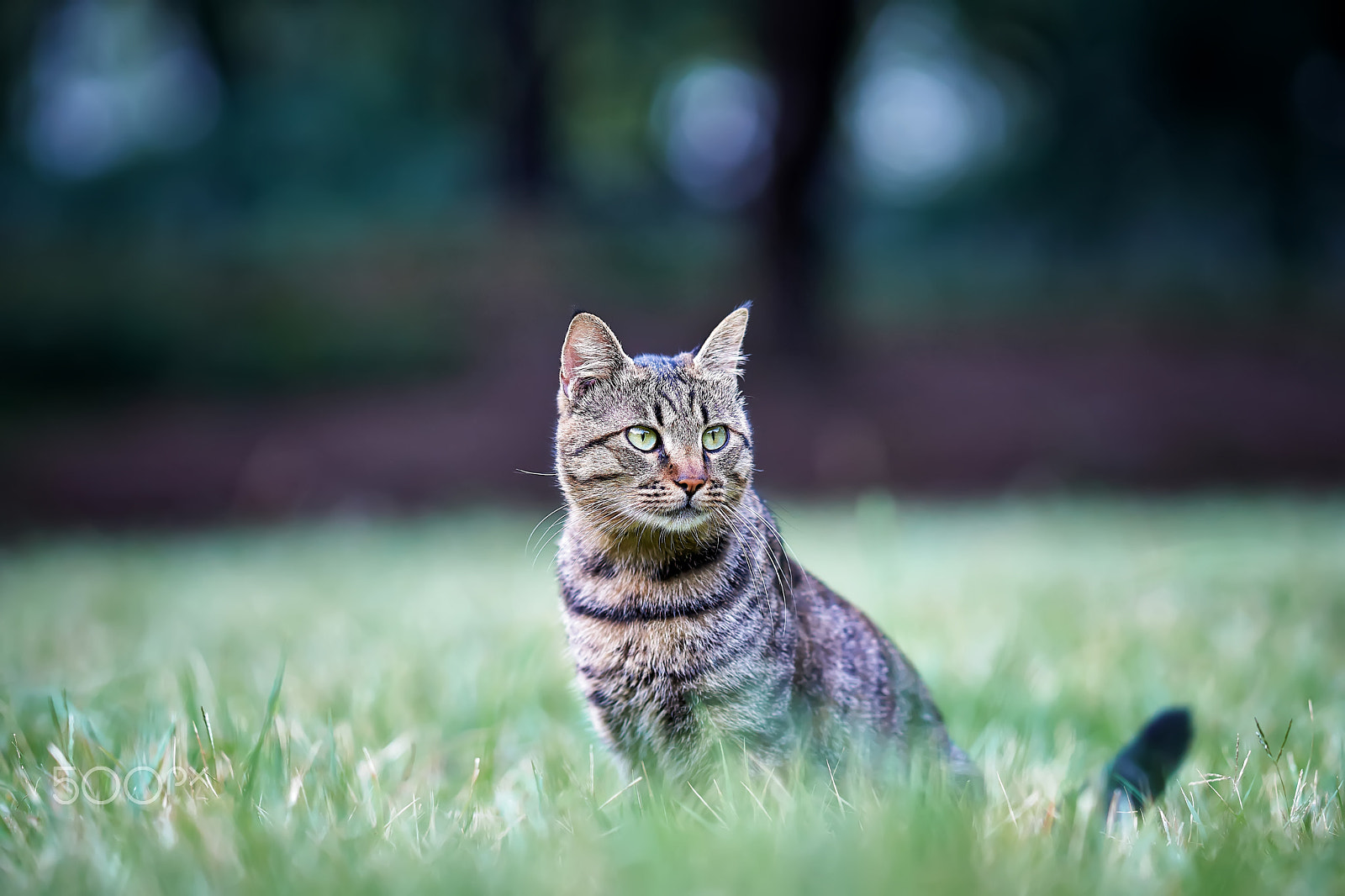 Zeiss Sonnar T* 135 mm F1.8 ZA (SAL135F18Z) sample photo. Civet cats photography
