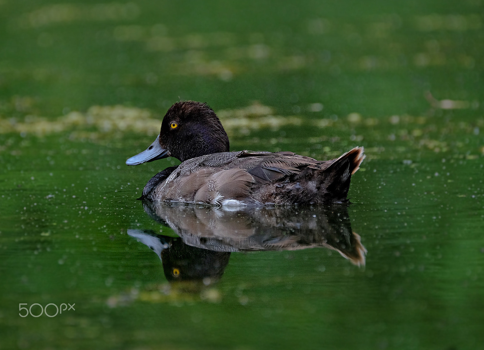 Fujifilm XF 100-400mm F4.5-5.6 R LM OIS WR sample photo. Smiling photography