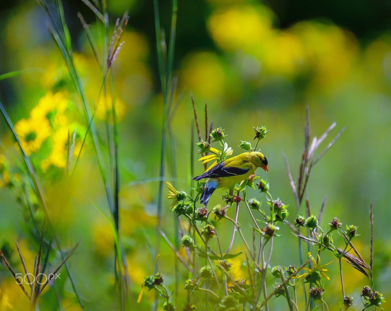 Fujifilm XF 100-400mm F4.5-5.6 R LM OIS WR sample photo. Goldy photography