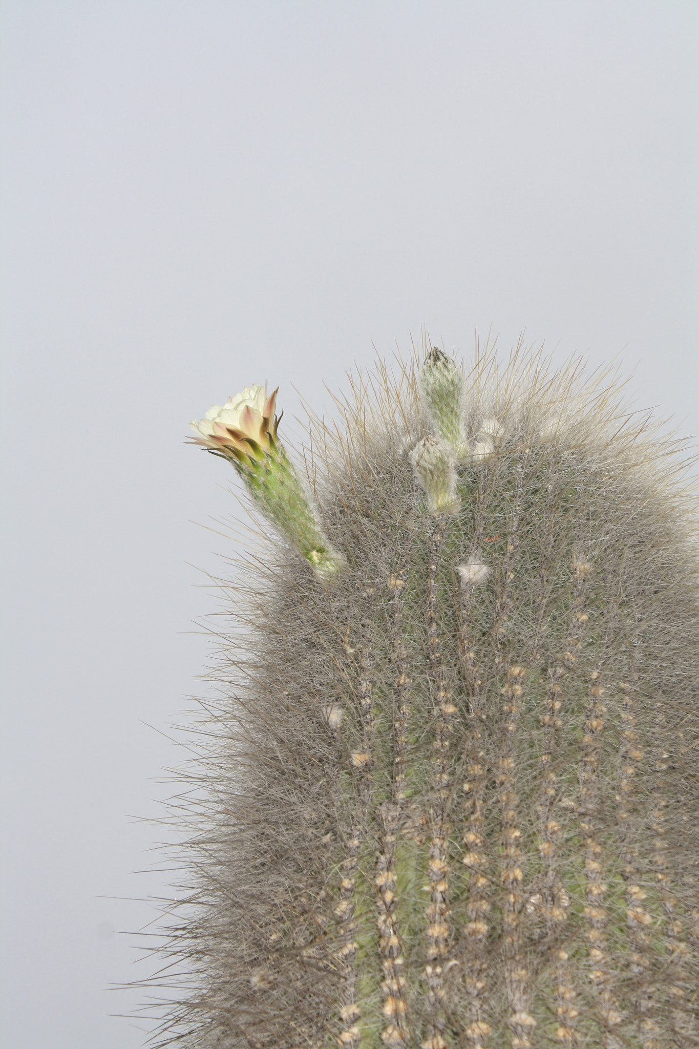 Canon EF-S 55-250mm F4-5.6 IS sample photo. Cachi photography