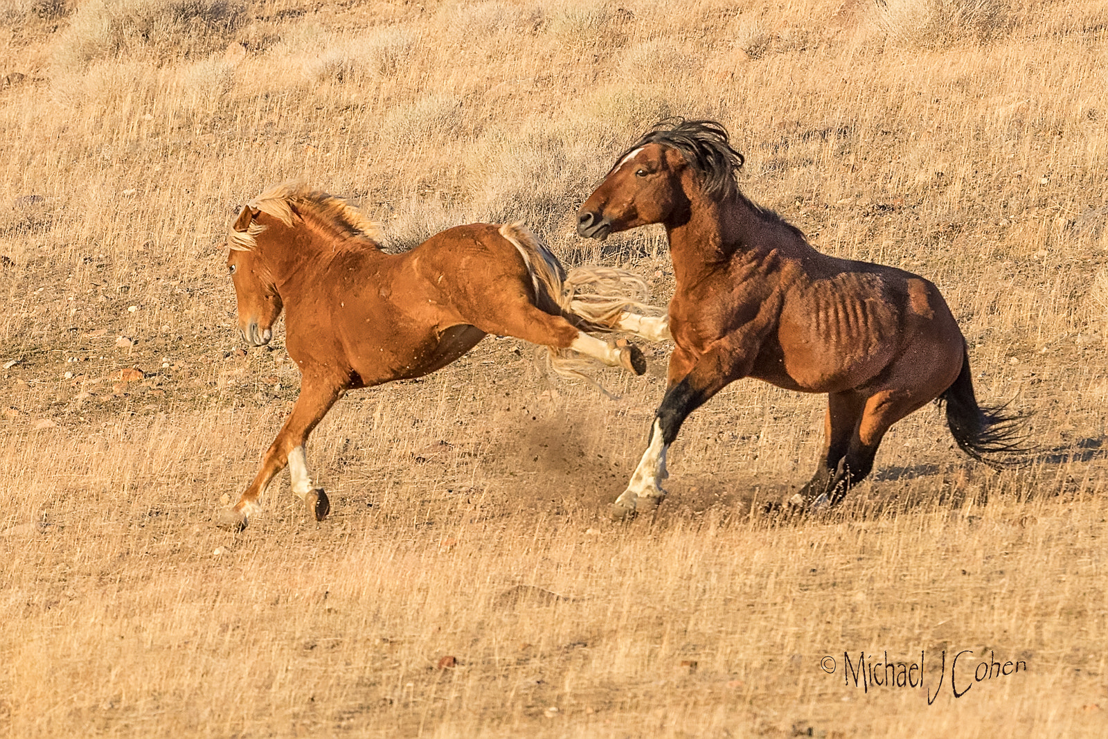 Canon EF 200-400mm F4L IS USM Extender 1.4x sample photo. Wild horse kick photography