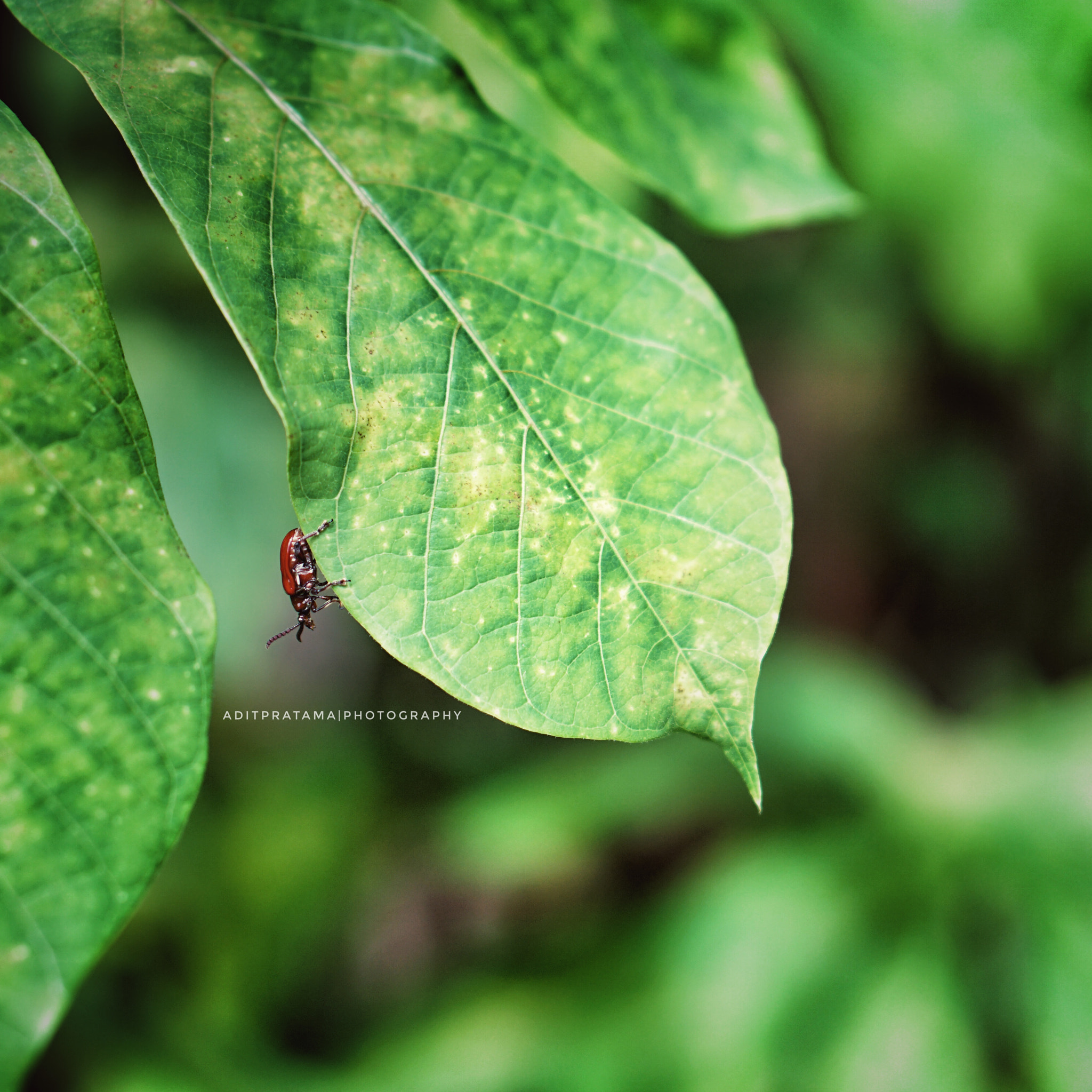 Sony E 50mm F1.8 OSS sample photo. Lady bug photography