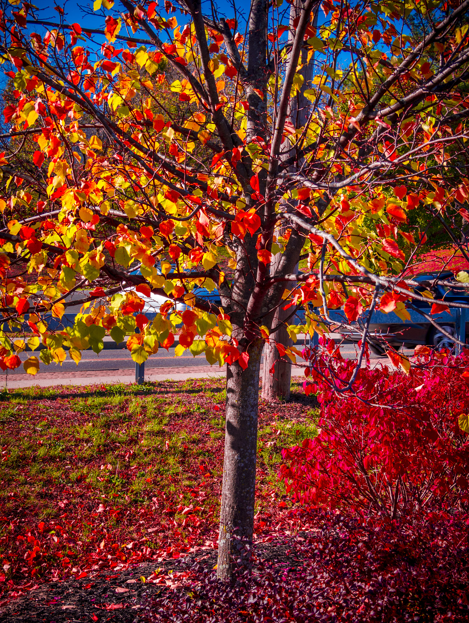 Olympus OM-D E-M5 sample photo. Autumn iii photography