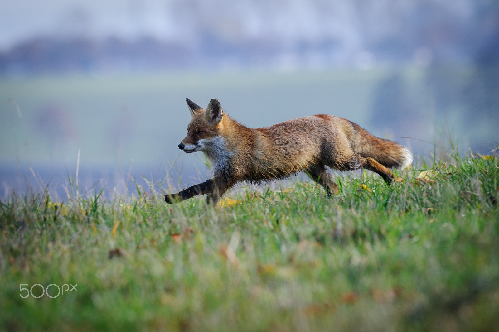Nikon AF-S Nikkor 200-500mm F5.6E ED VR sample photo. Running fox photography
