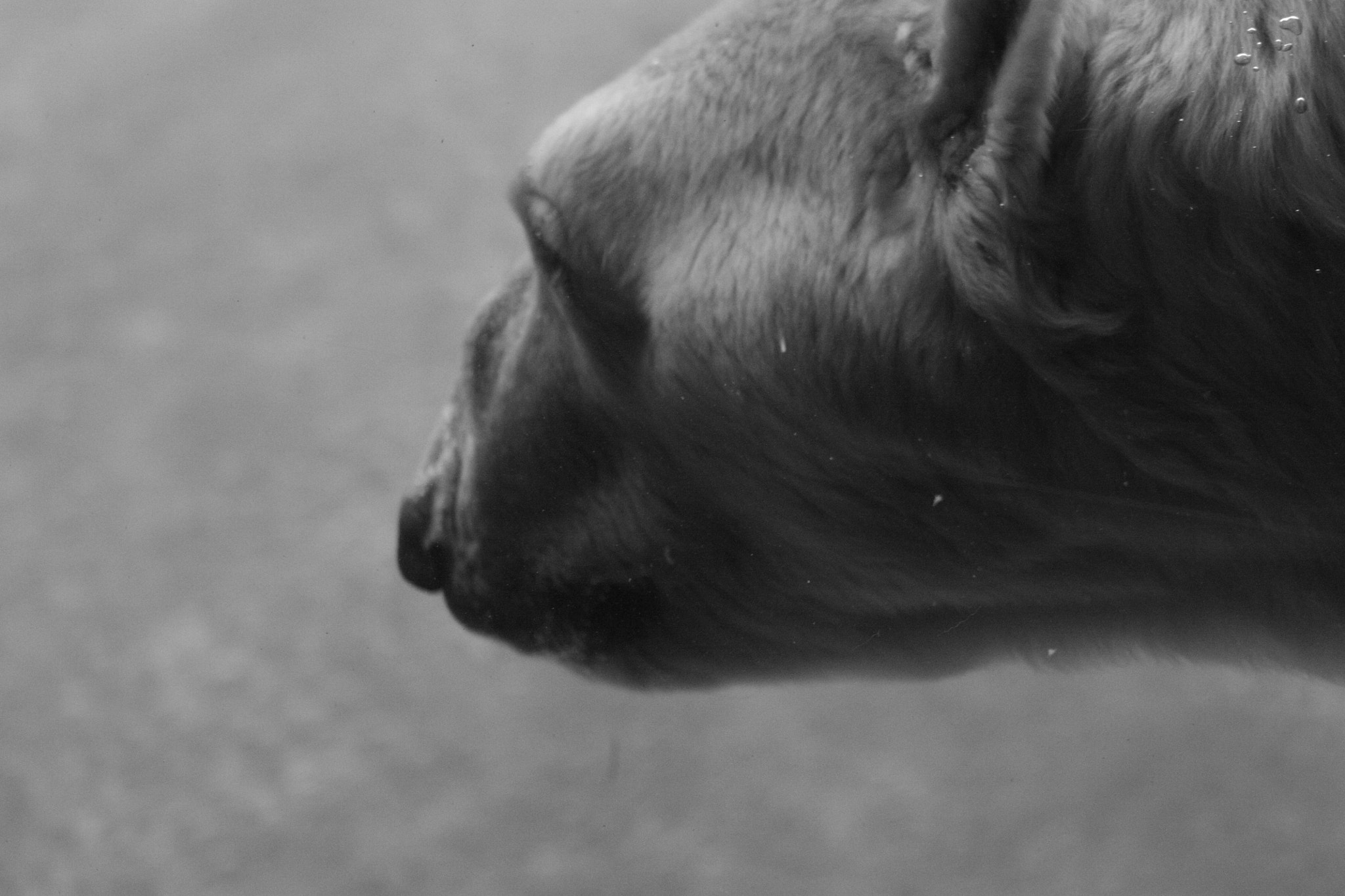 Canon EOS 450D (EOS Rebel XSi / EOS Kiss X2) sample photo. Polar bear photography