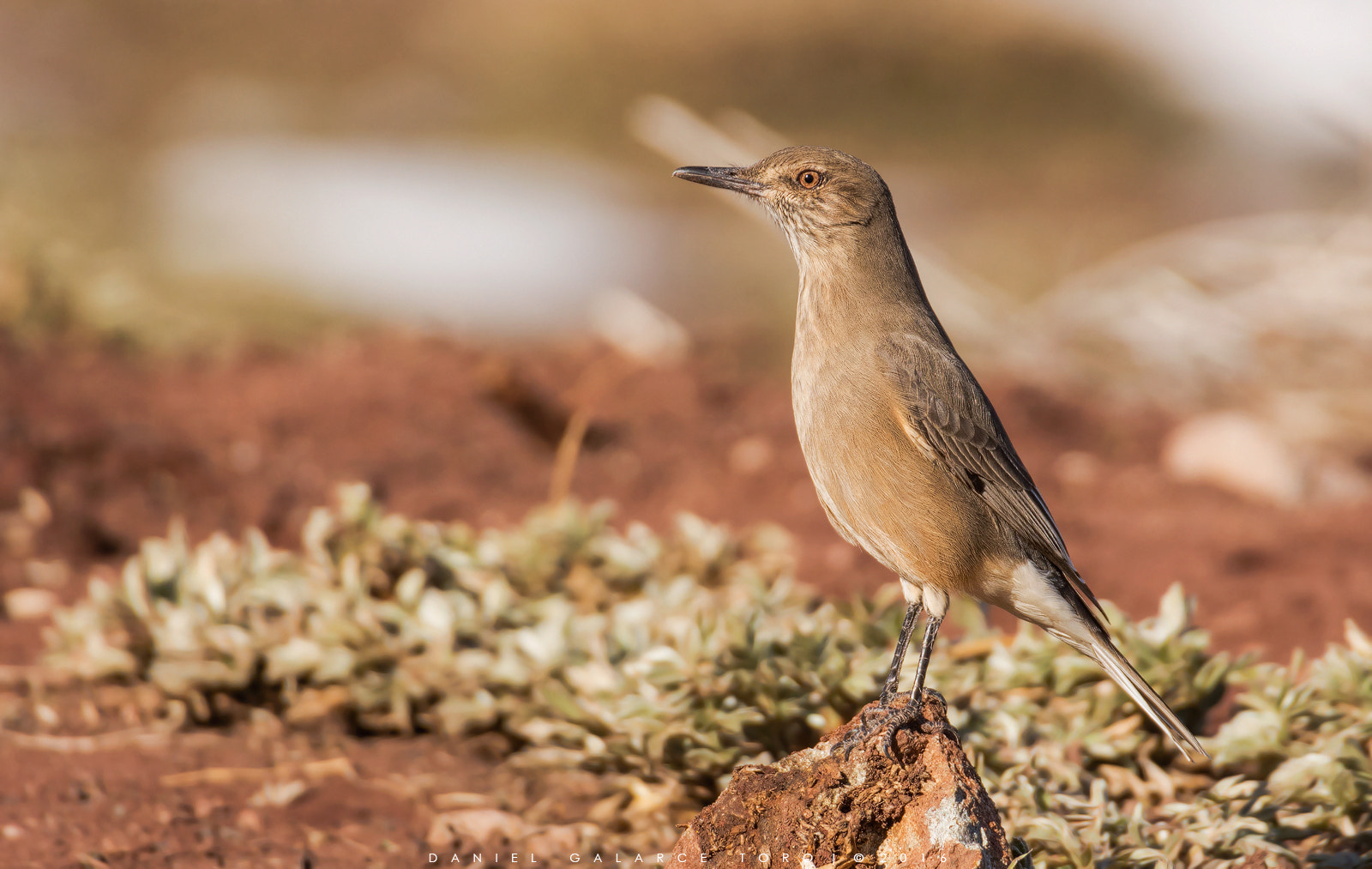 Nikon D7100 sample photo. Mero gaucho - black-billed shrike-tyrant photography