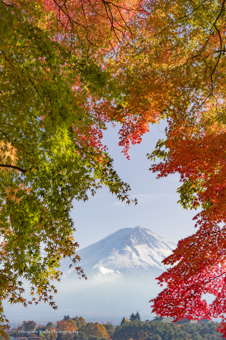 Sony a7 II sample photo. Colors of leaves photography