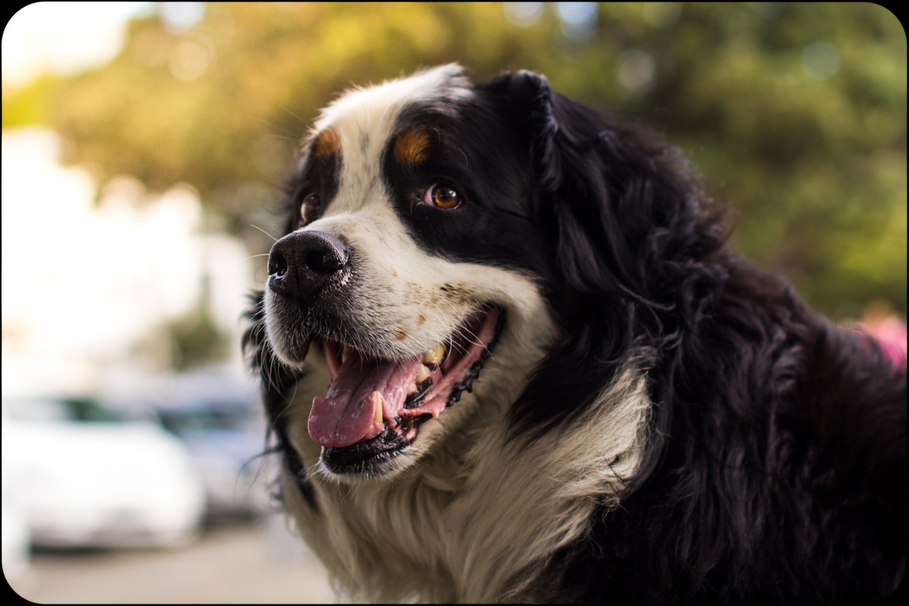 Sigma 50mm F1.4 EX DG HSM sample photo. Happy bernie photography