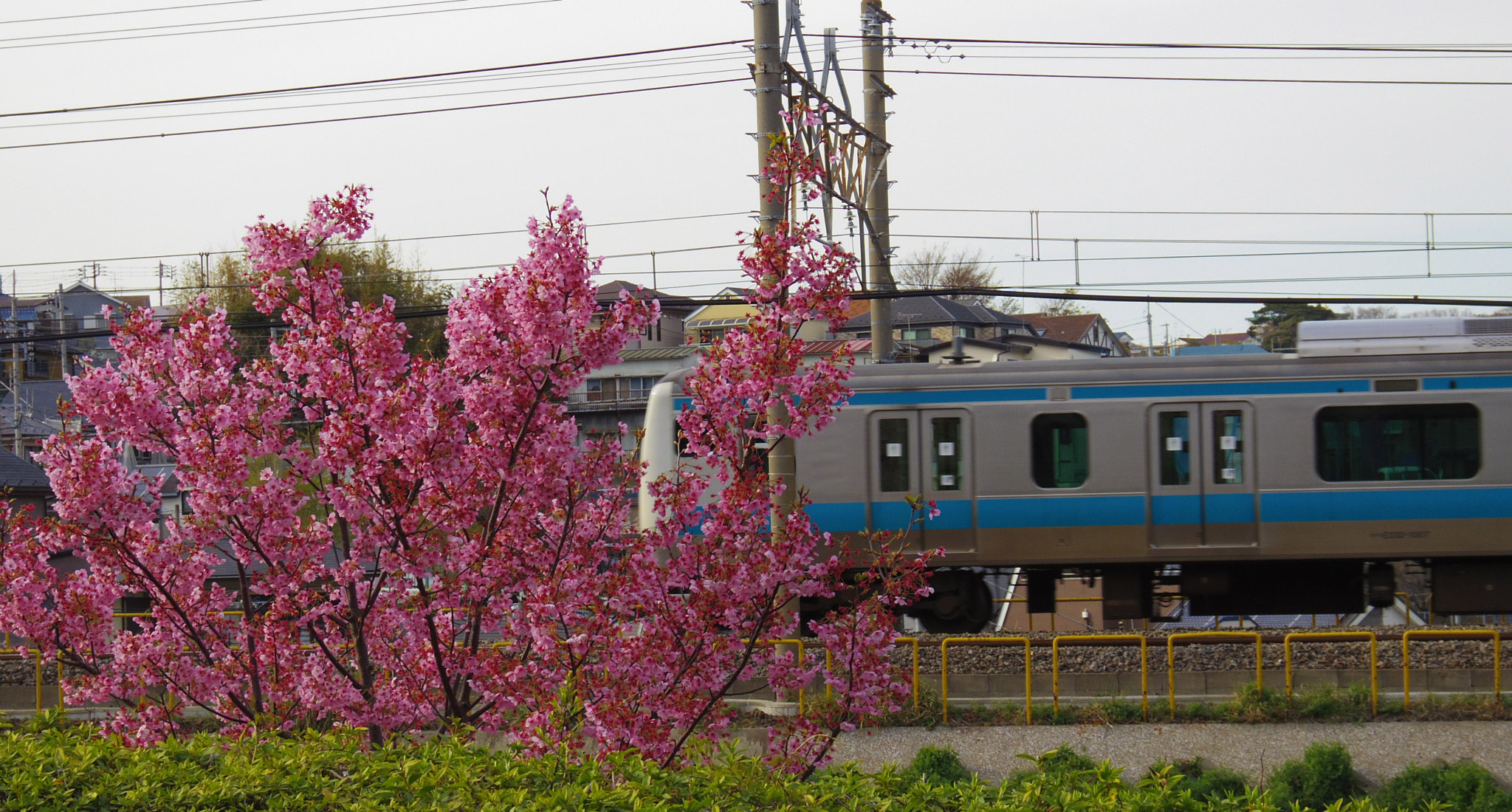 Pentax Q10 sample photo. Sakura photography