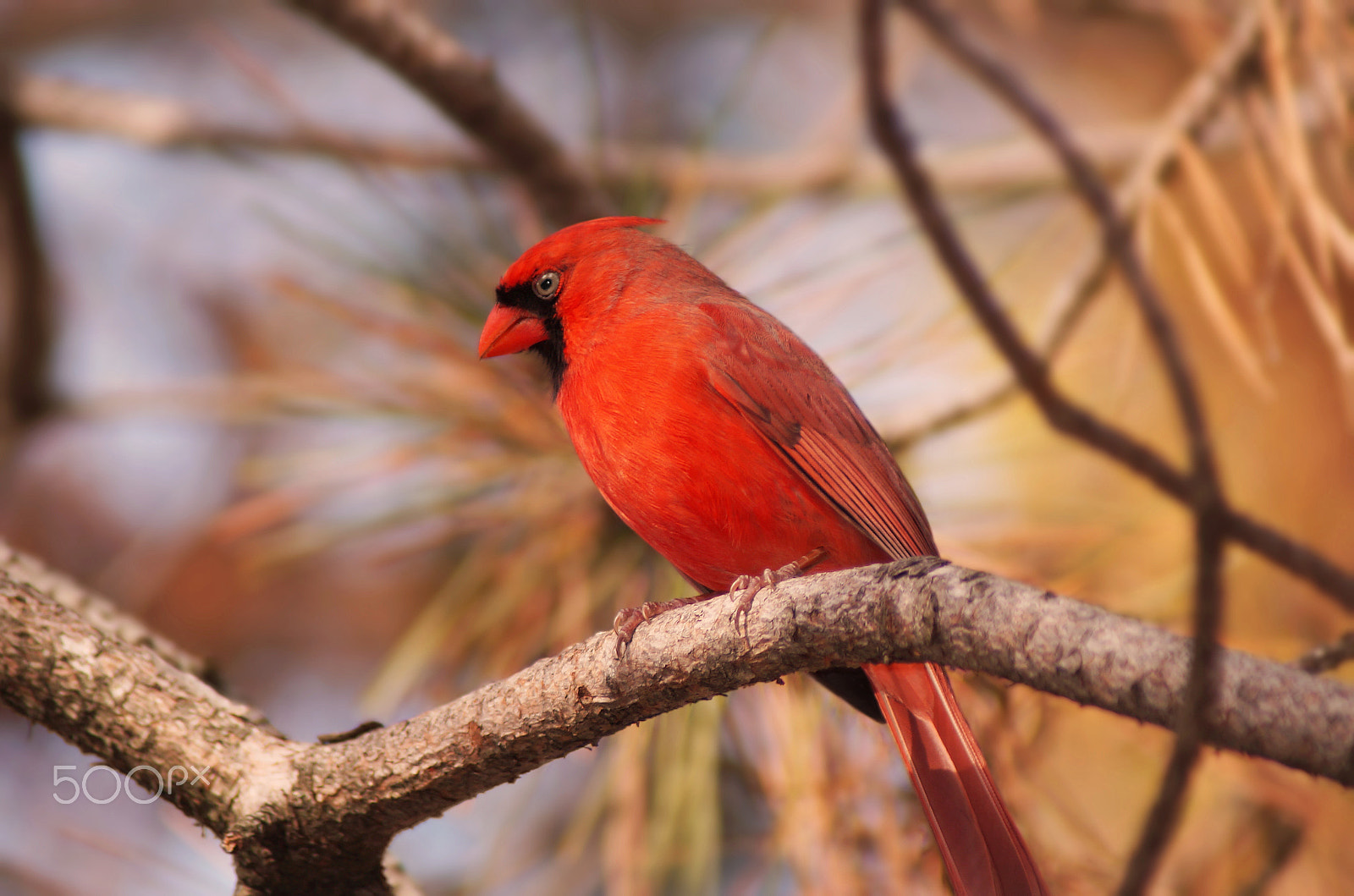 Sony 75-300mm F4.5-5.6 sample photo. Cardinal photography