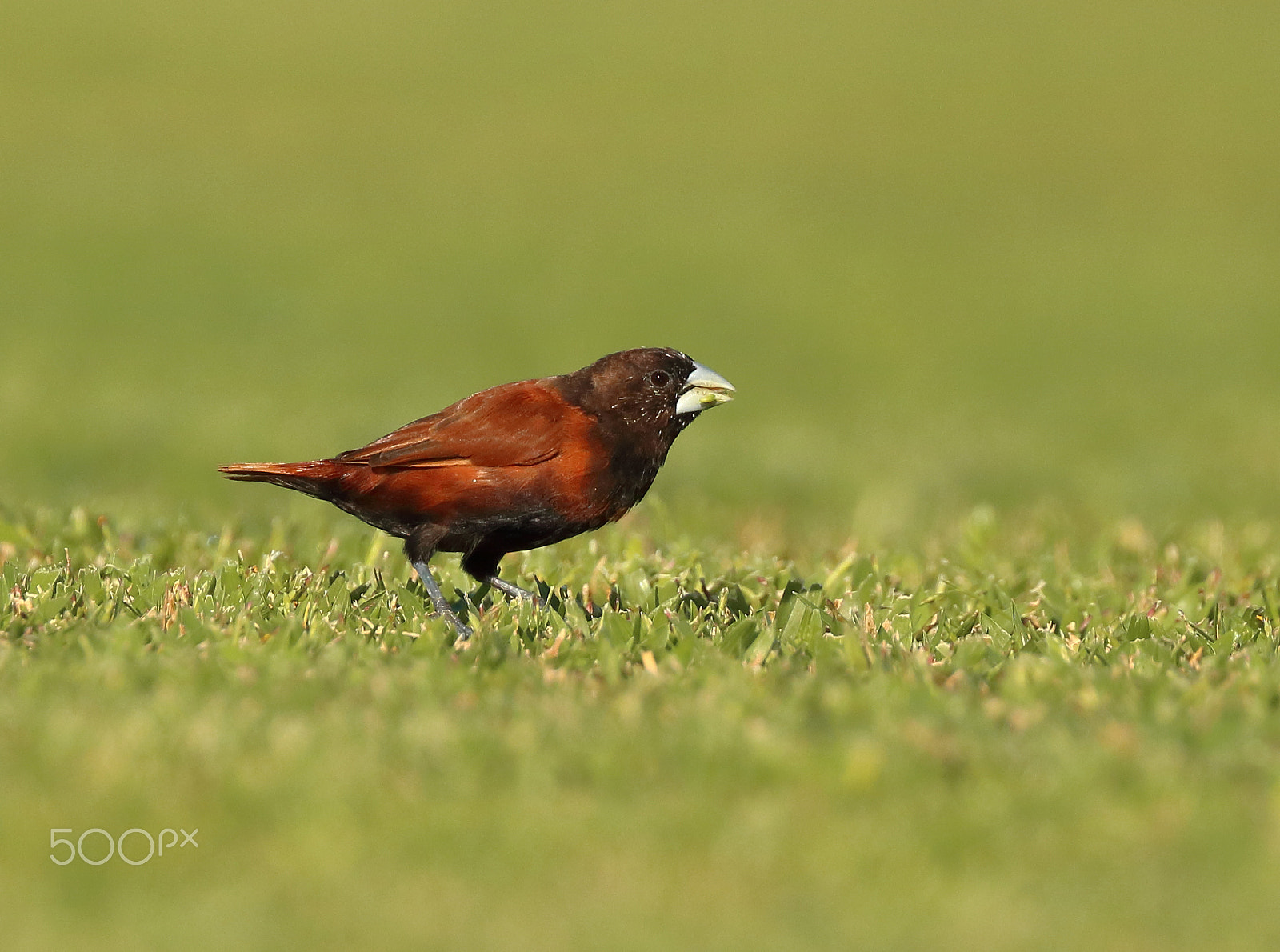 Canon EOS 750D (EOS Rebel T6i / EOS Kiss X8i) + Canon EF 100-400mm F4.5-5.6L IS II USM sample photo. Chestnut munia photography