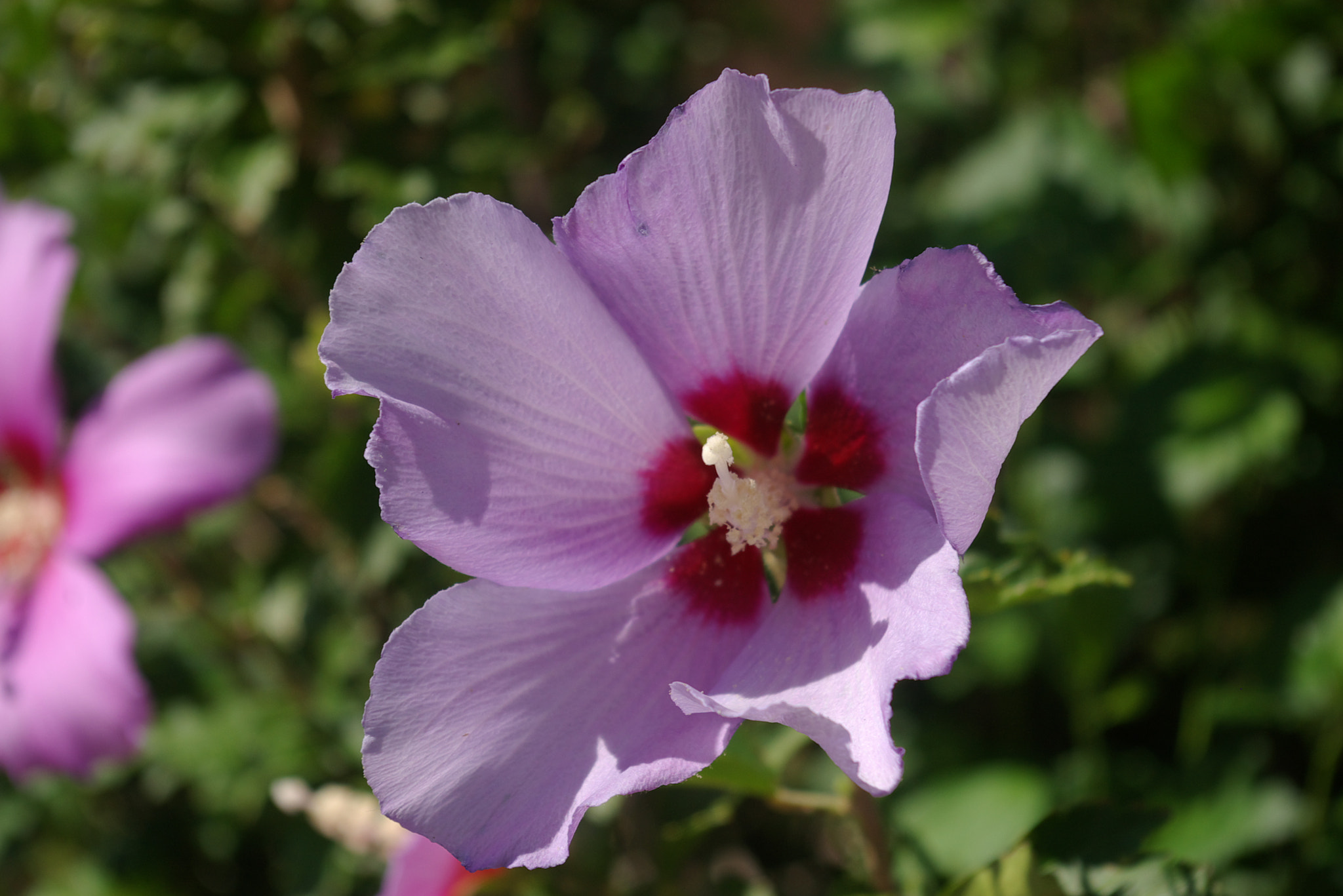 Pentax *ist DS sample photo. Flower clovis new mexico photography