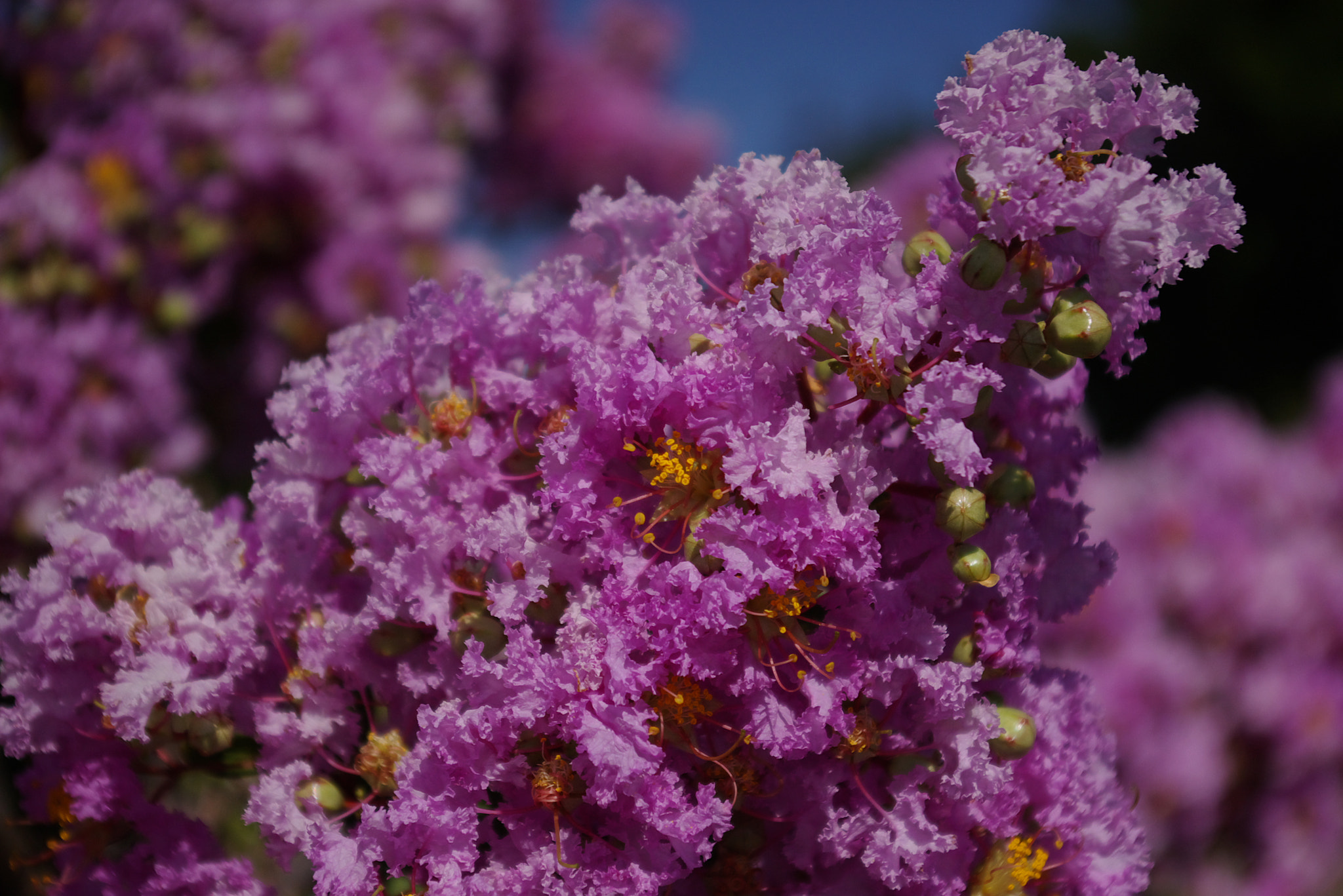 Pentax *ist DS sample photo. Flowers clovis new mexico photography