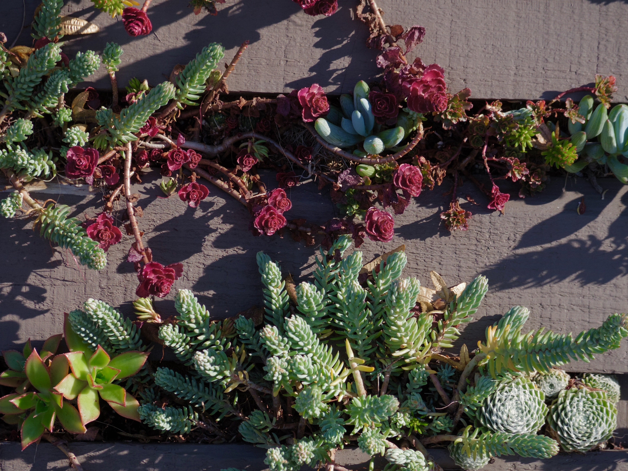 Pentax Q-S1 sample photo. Succulent slats photography