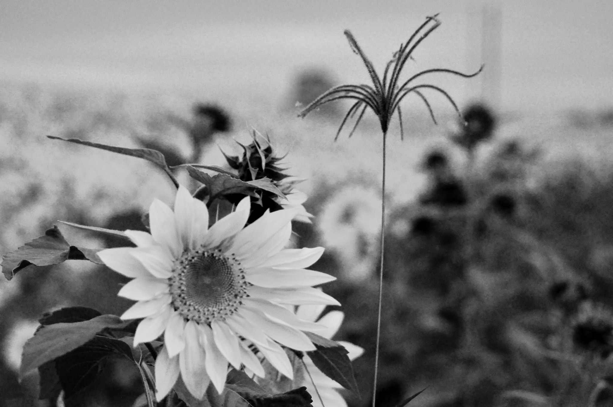 Nikon AF Nikkor 70-300mm F4-5.6G sample photo. Sunflower photography