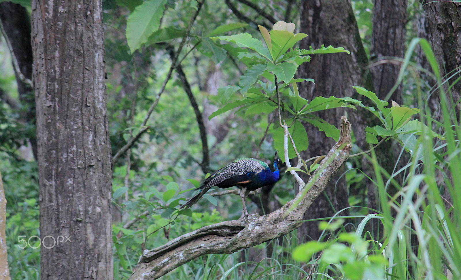 Canon EOS 550D (EOS Rebel T2i / EOS Kiss X4) sample photo. Beautiful peacocks photography