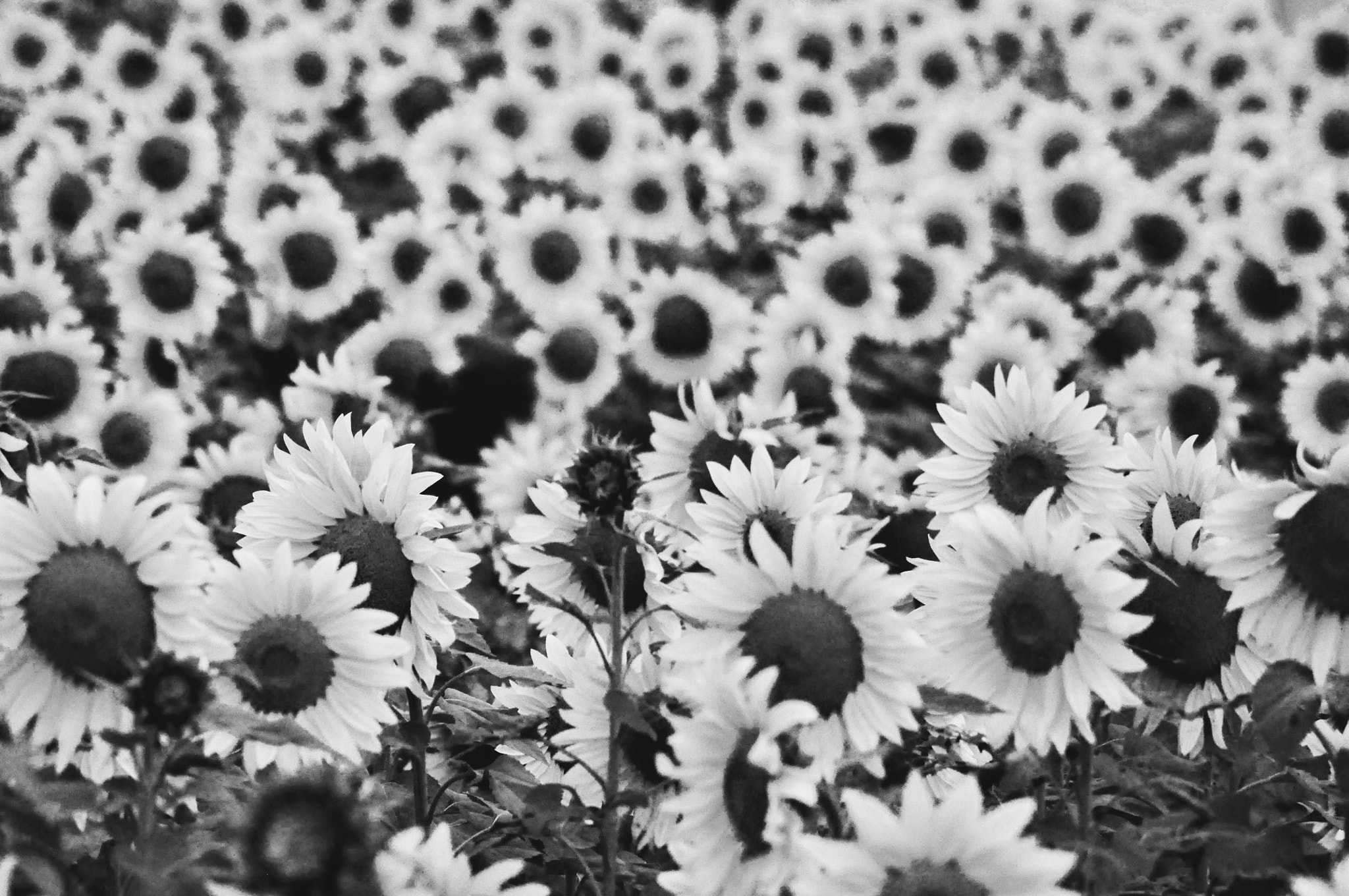 Nikon AF Nikkor 70-300mm F4-5.6G sample photo. Sunflower photography