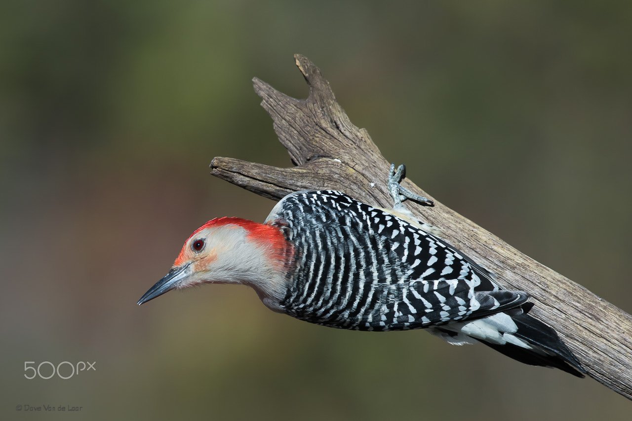 Nikon D810 + Nikon AF-S Nikkor 600mm F4G ED VR sample photo. Red-bellied woodpecker photography