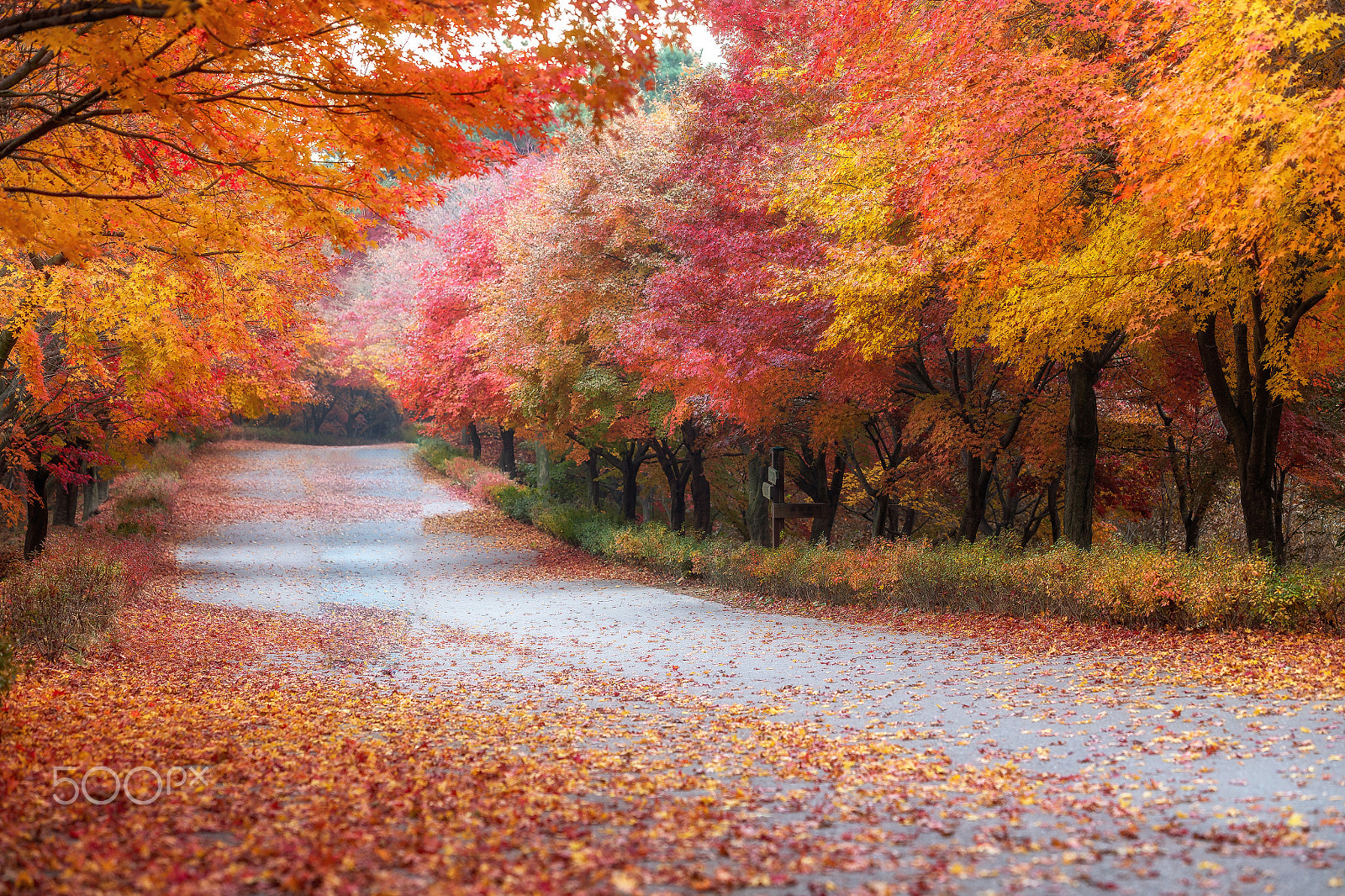 Canon EF 70-200mm F2.8L IS USM sample photo. Maple road photography