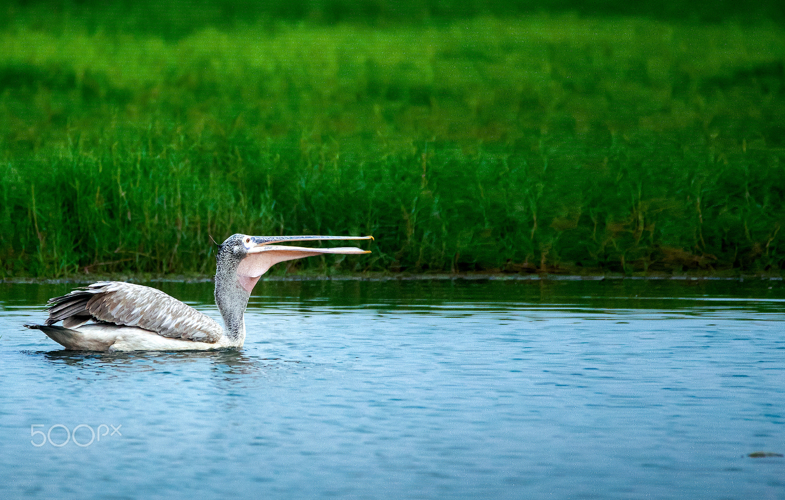 150-600mm F5-6.3 DG OS HSM | Contemporary 015 sample photo. Pelican photography