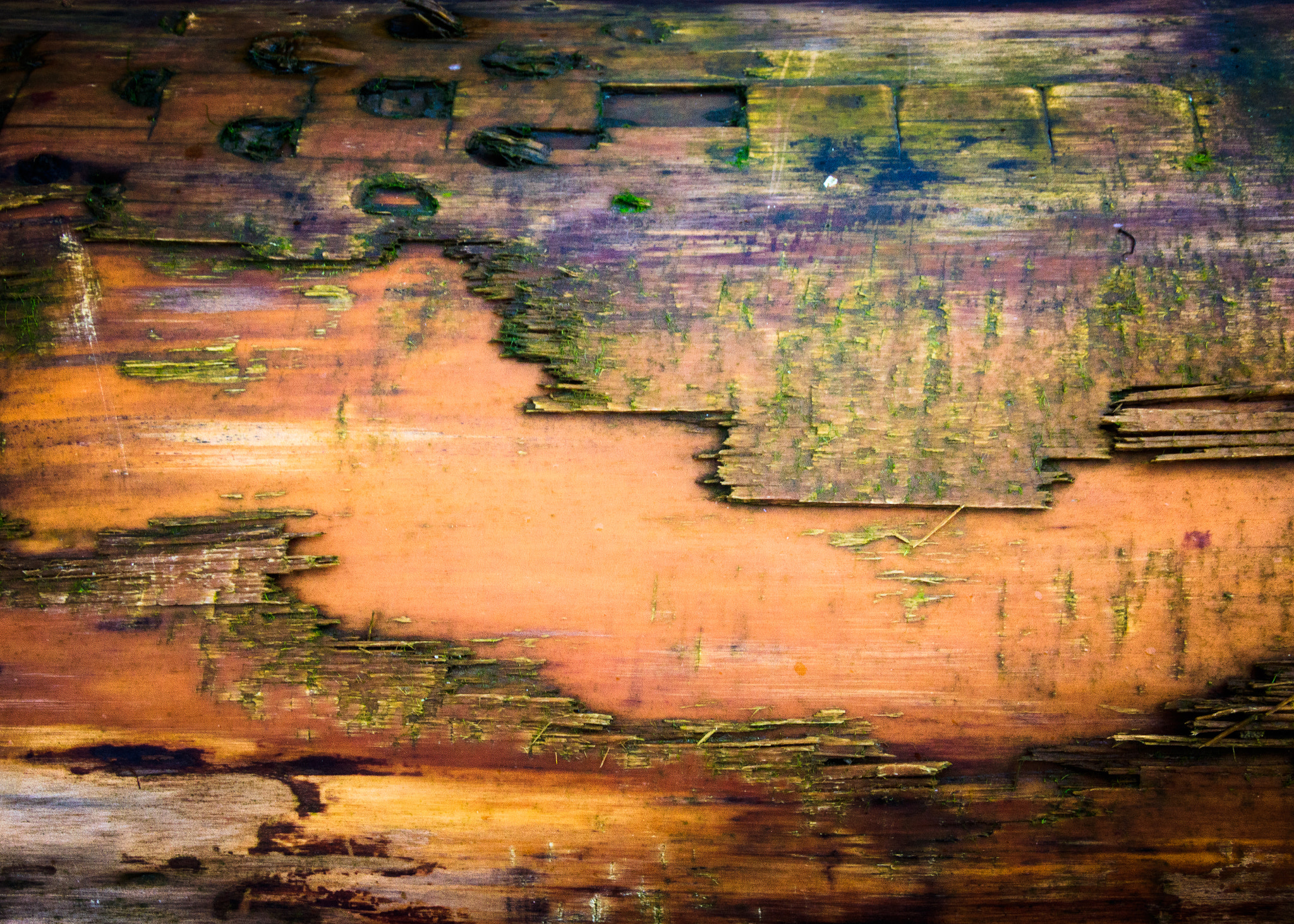 Sigma 18-250mm F3.5-6.3 DC OS HSM sample photo. Many colours ii photography