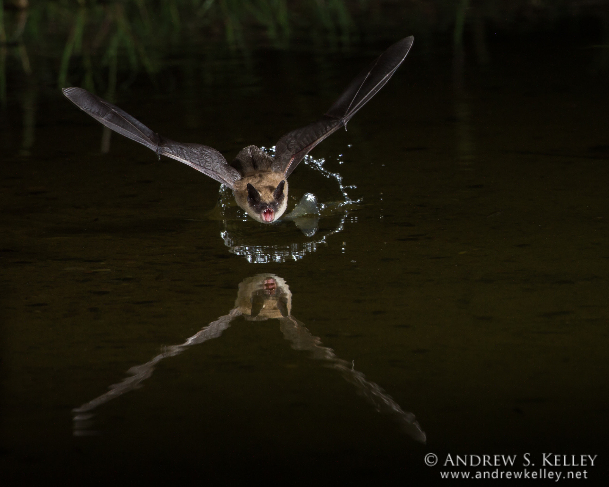 Canon EOS-1D X sample photo. Western small-footed bat at pond photography