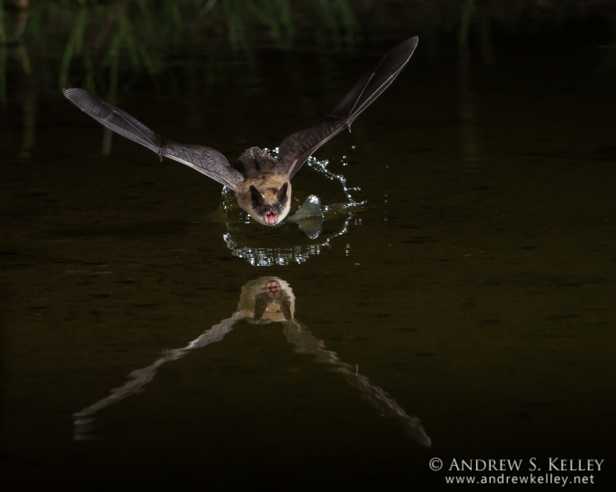 Canon EOS-1D X + Canon EF 500mm F4L IS USM sample photo. Western small-footed bat at pond photography