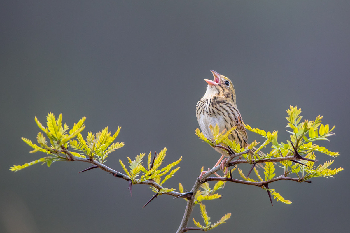 Canon EOS 7D Mark II + Canon EF 200-400mm F4L IS USM Extender 1.4x sample photo. Henslow's sparrow photography