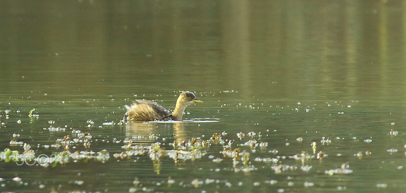 Canon EF-S 55-250mm F4-5.6 IS sample photo. Little grebe photography