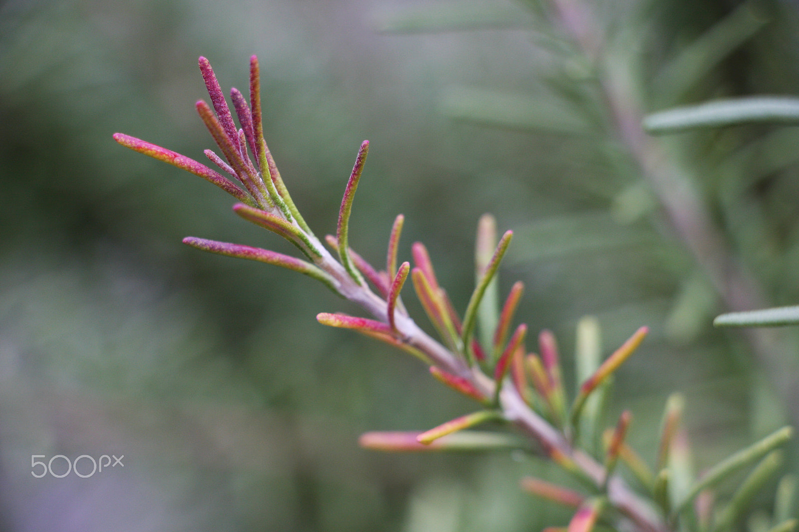 Canon EOS 40D sample photo. Rosmarinus officinalis photography