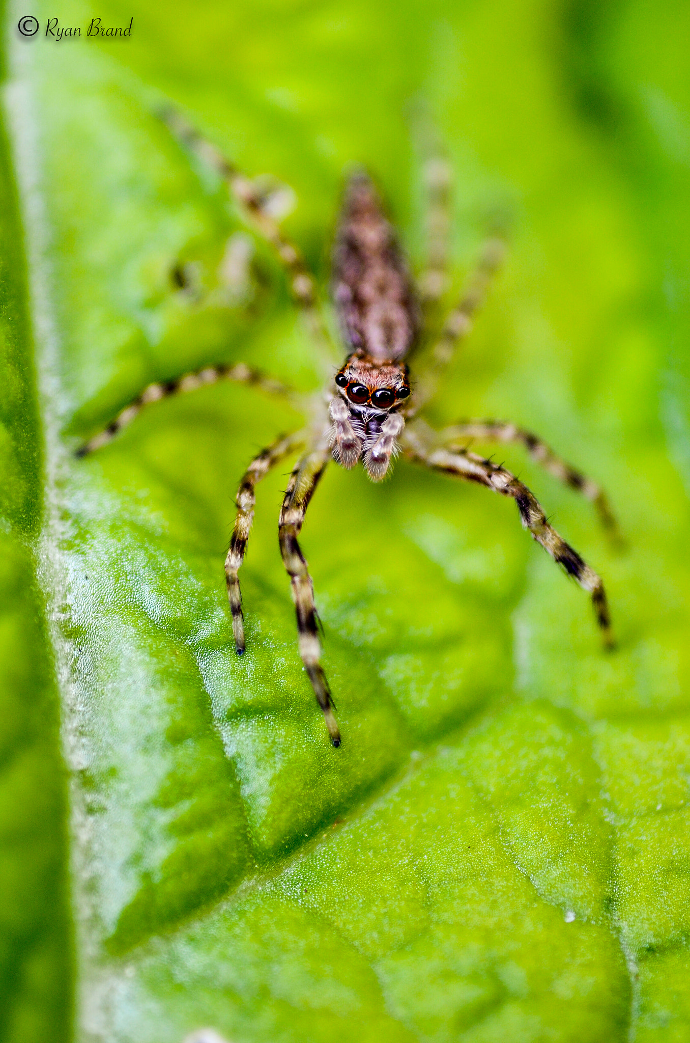 Nikon AF Micro-Nikkor 60mm F2.8D sample photo. Spider eyes photography