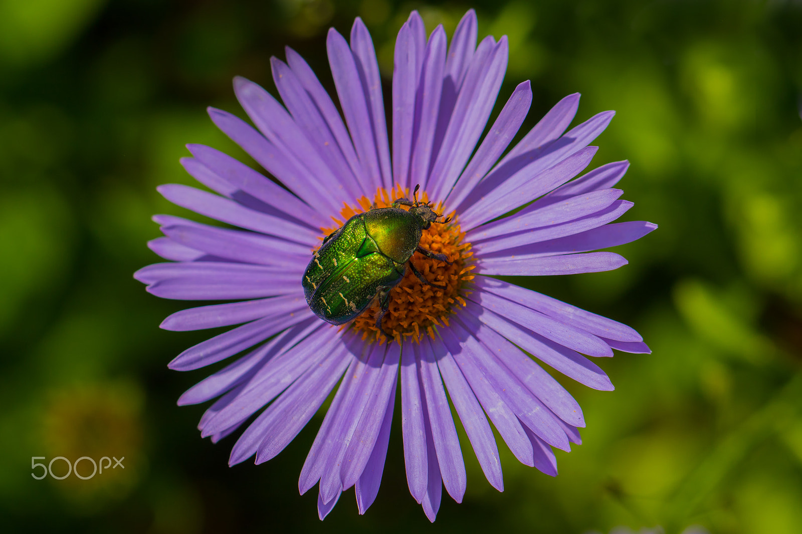 Canon EF 100mm F2.8L Macro IS USM sample photo. Faceted emerald photography