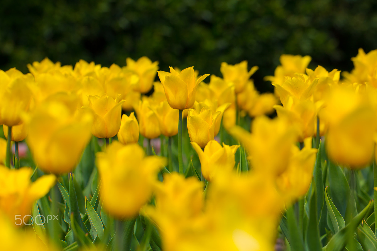 Canon EOS 750D (EOS Rebel T6i / EOS Kiss X8i) sample photo. Yellow tulips photography