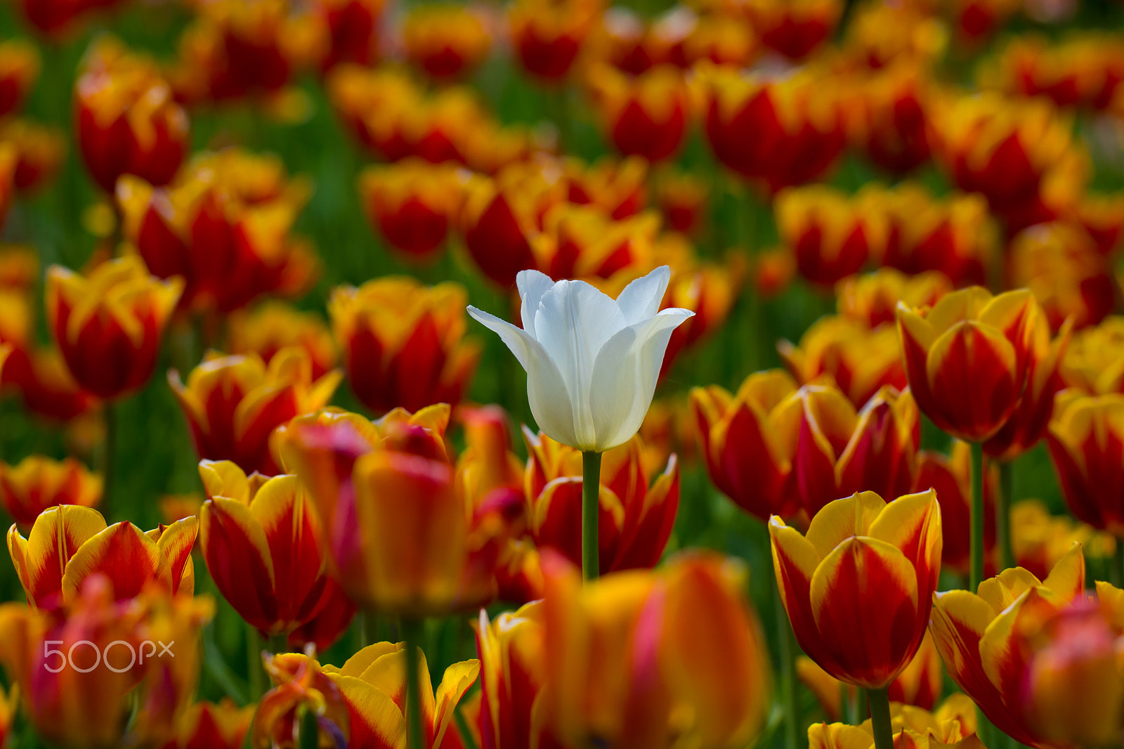 Canon EF 100mm F2.8L Macro IS USM sample photo. Lonely tulip photography