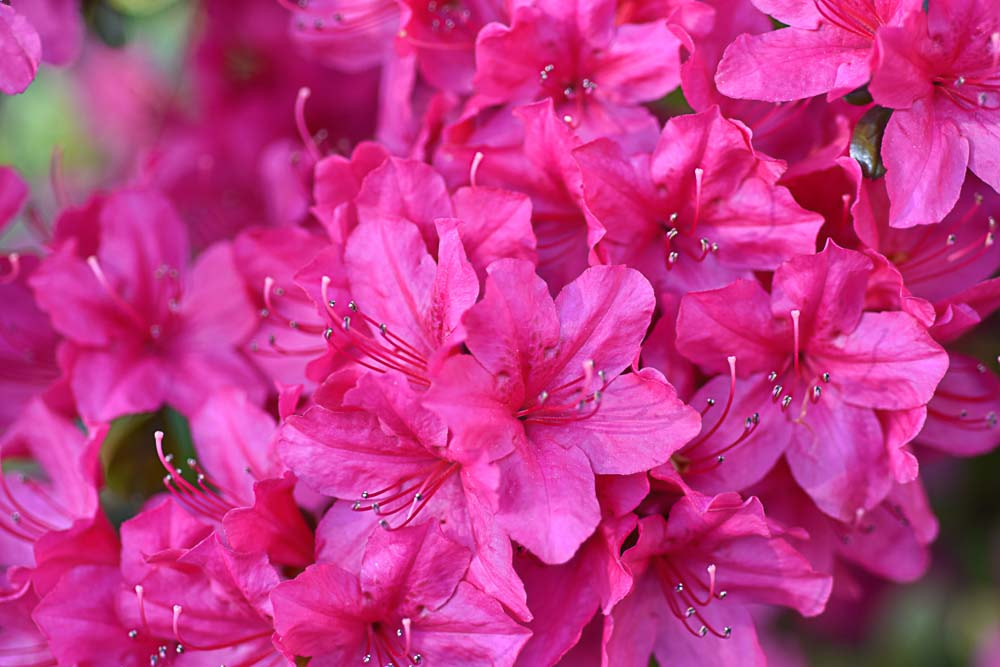 Nikon AF Micro-Nikkor 60mm F2.8D sample photo. Azaleas spring photography