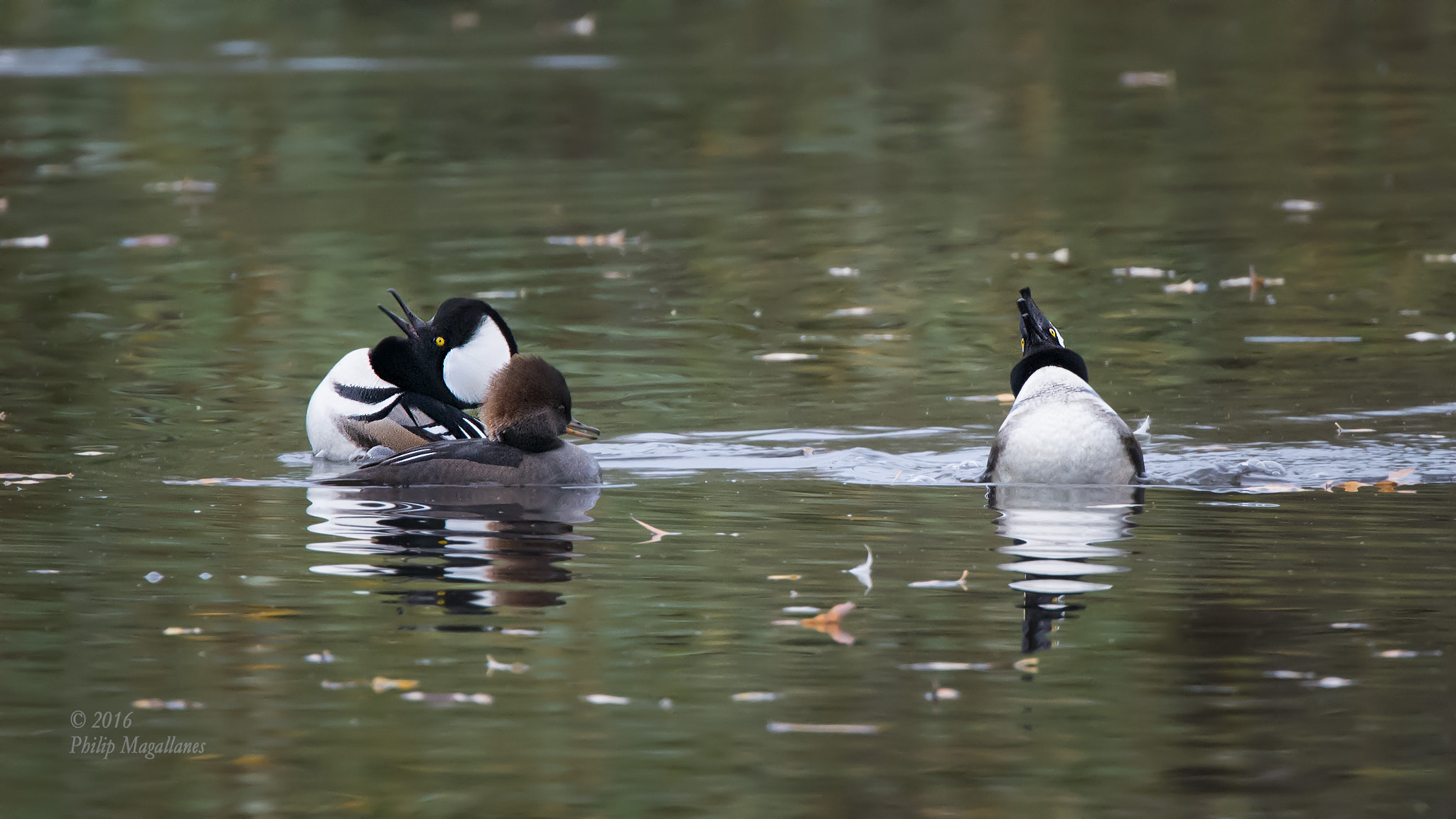 Nikon Nikkor AF-S 300mm F4E PF ED VR sample photo. Hooded merganser yell photography