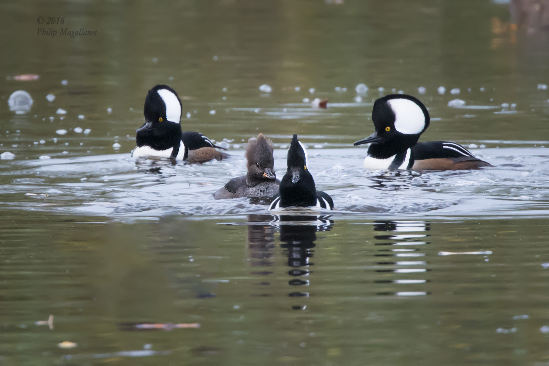 Nikon Nikkor AF-S 300mm F4E PF ED VR sample photo. Hooded mergansers chase photography